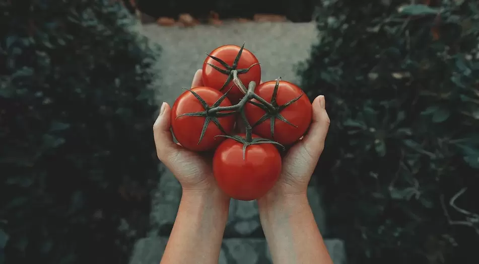 Tomaten für Power